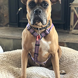 norcal boxer puppies