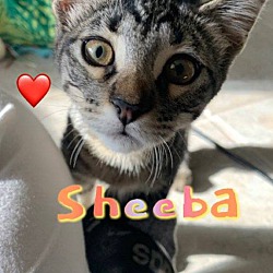 Photo of Sheeba