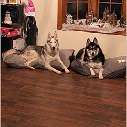 Wolfspirit S Toy Breed Puppymill Rescue In Akron Ohio