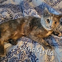 Photo of Luna Stella