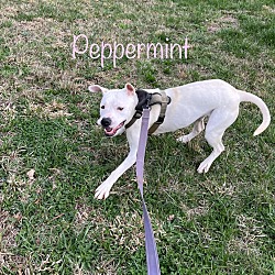 Photo of Peppermint