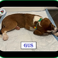 Thumbnail photo of Gus - The "G" Litter #2