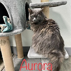 Thumbnail photo of Aurora #1