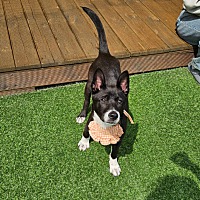 adopt-pet