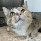 Adopt A Pet :: Hindenburg - South Haven, MI