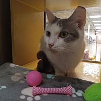adopt a pet