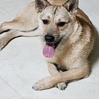adopt a pet