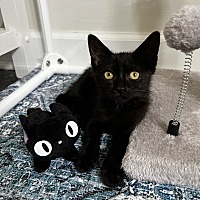 adopt a pet