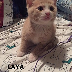 Photo of Laya