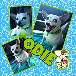 Thumbnail photo of Odie2 #1