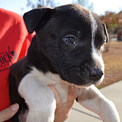 Thumbnail photo of Aaron-ADOPTED #3