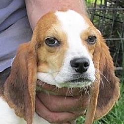 Thumbnail photo of Bob the Beagle #4