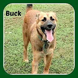 Photo of BUCK