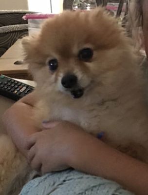 Las Vegas, NV - Pomeranian. Meet Diego a Pet for Adoption.