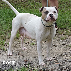 Thumbnail photo of Rosie #2