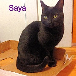 Thumbnail photo of Saya #4