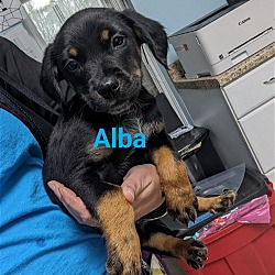 Photo of Alba #18