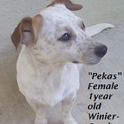 Thumbnail photo of Pekas (in process of adoption) #1