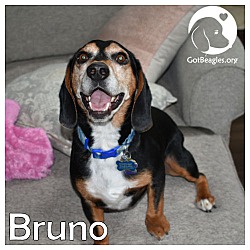 Photo of Bruno