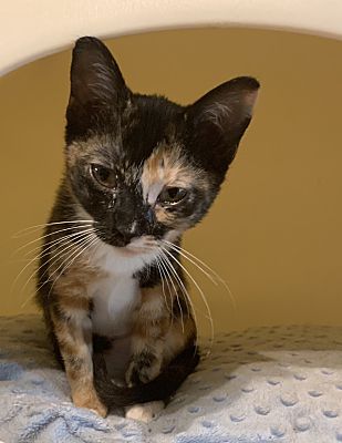 Loveland Co Calico Meet Tabitha A Pet For Adoption