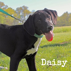 Photo of Daisy 2