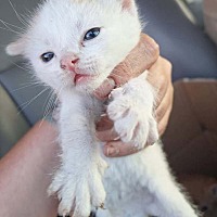 adopt a pet