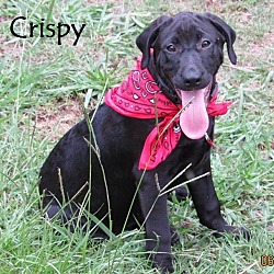 Thumbnail photo of Crispy in CT #1