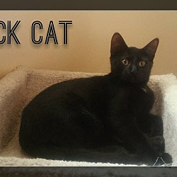 Thumbnail photo of Black Cat #3