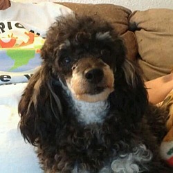 Toy 2025 poodle wa