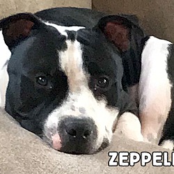 Thumbnail photo of Zeppelin #1