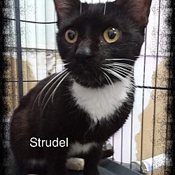 Thumbnail photo of Strudel #1