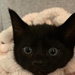 Available Pets At Feral Cat Program Of Georgia In Alpharetta Georgia