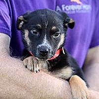 Chantilly Va Catahoula Leopard Dog Meet J Pup Jenny A Pet For Adoption