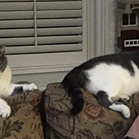 Adopt A Pet Petsmart Charities