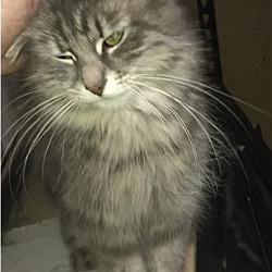 Photo of Fluff
