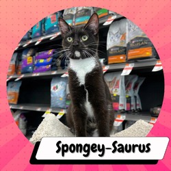 Thumbnail photo of Spongey-Saurus #2