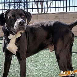 Thumbnail photo of Lowfi - $75 Adoption Fee Diamond Dog #4