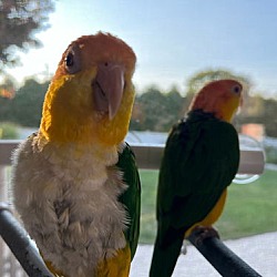 Thumbnail photo of Peanut and Pippi #3