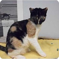 Adopted Pets At Alley Cat Guardians In Modesto California