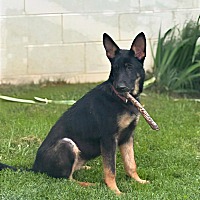 adopt a pet