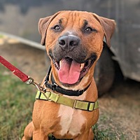 adopt a pet