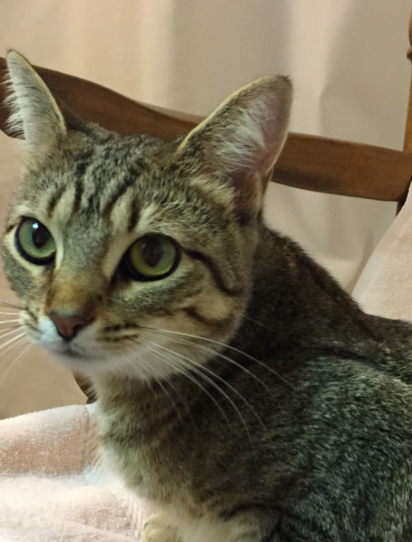 Nashville, TN - Abyssinian. Meet Shelby a Cat for Adoption. Nashville, TN - Abyssinian. Meet Shelby a Cat for Adoption.