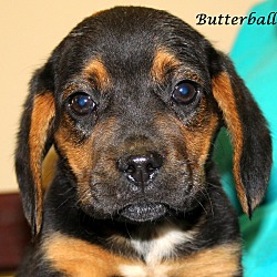 Thumbnail photo of Butterball~adopted! #1