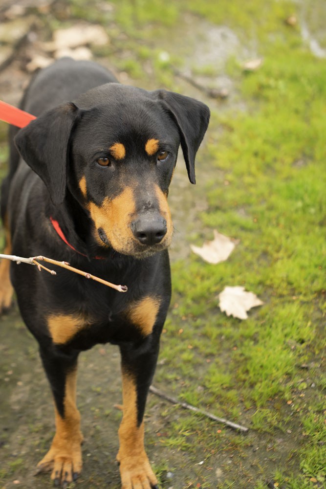 Sacramento Ca Rottweiler Meet Siska Perfect With Dogs Cats A