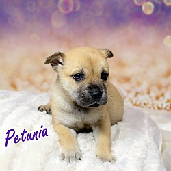 Thumbnail photo of Petunia~adopted! #3