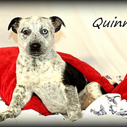 Thumbnail photo of Quinn~adopted! #3