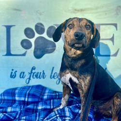 Photo of Goose