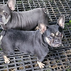 Photo of 4 female frenchie available