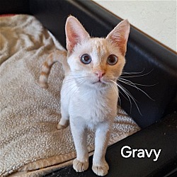 Photo of Gravy
