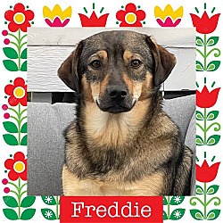 Thumbnail photo of Freddie #1